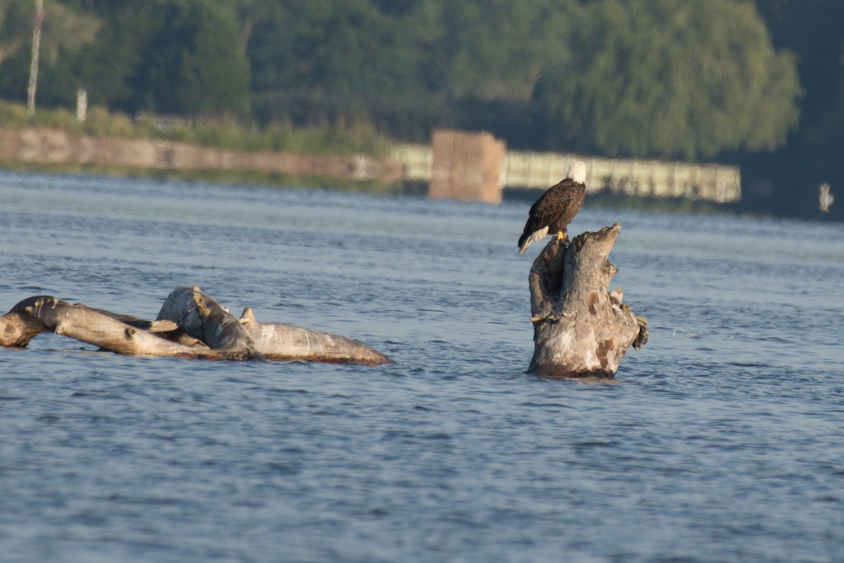 Weißkopf-Seeadler - ML174954941