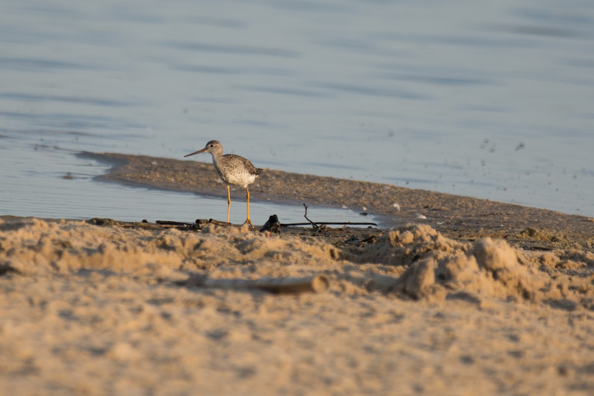 Greater Yellowlegs - Anonymous