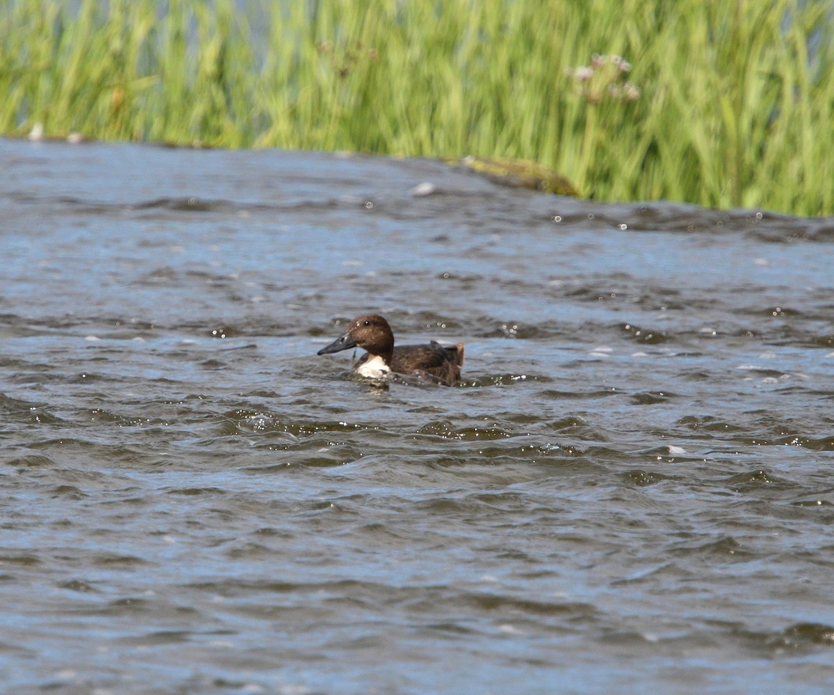 dabbling duck sp. - ML174955971