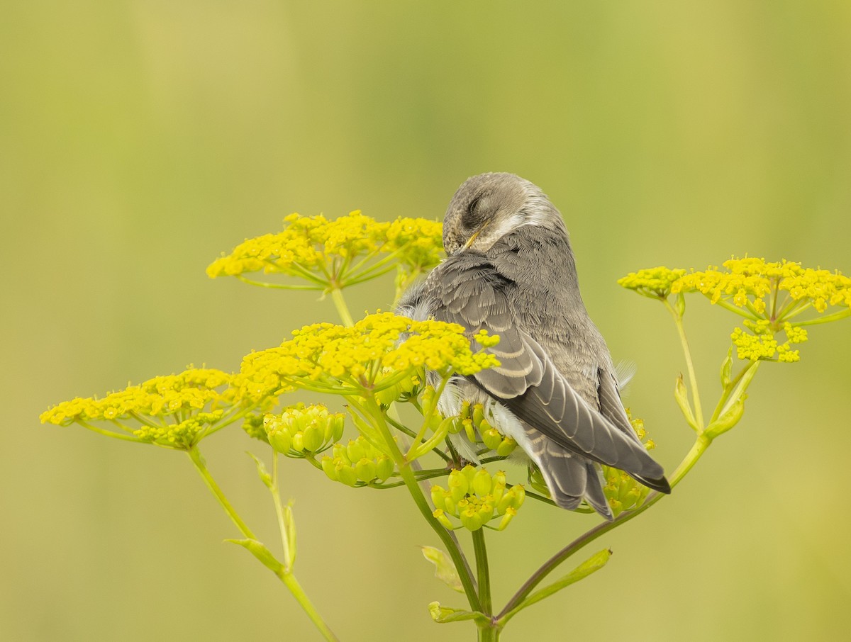 Bank Swallow - ML174956081