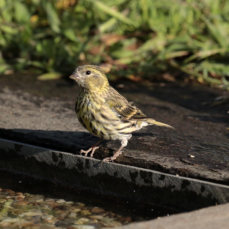 European Serin - Francisco Barroqueiro