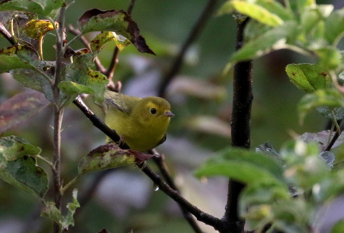 Wilson's Warbler - Jay McGowan