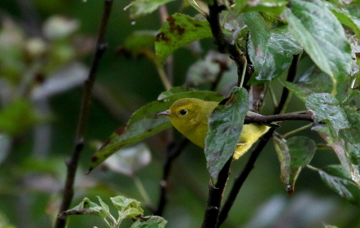 Wilson's Warbler - ML174960251