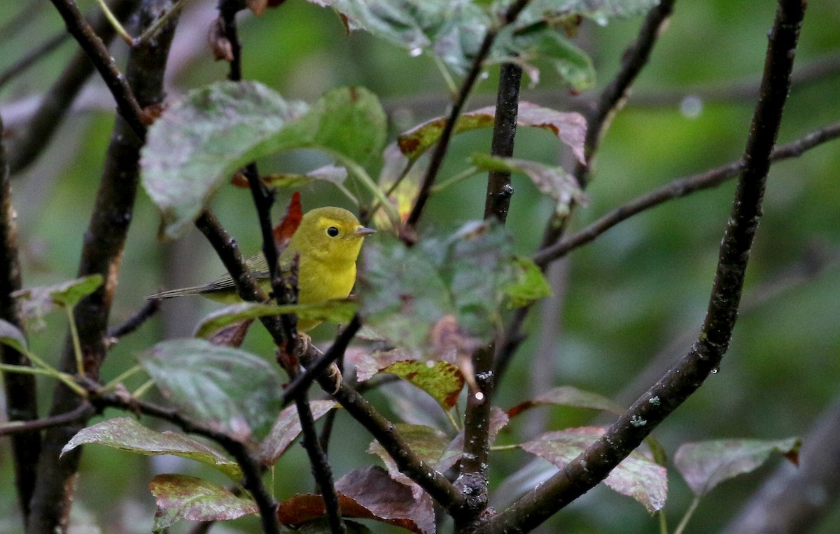 Wilson's Warbler - ML174960271