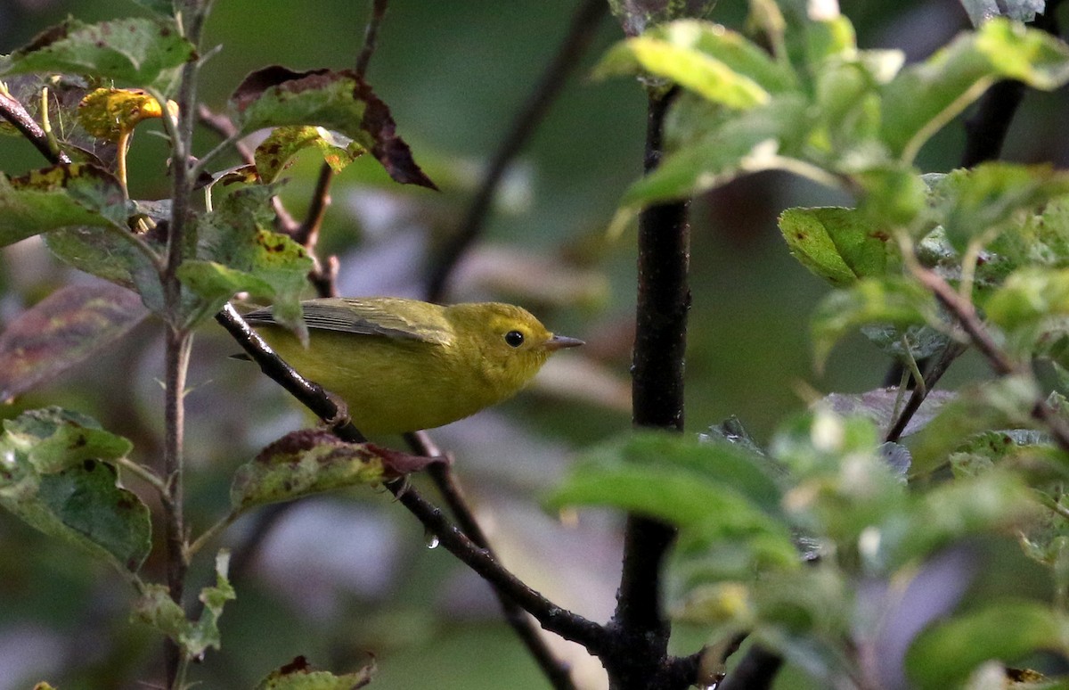 Wilson's Warbler - ML174960281