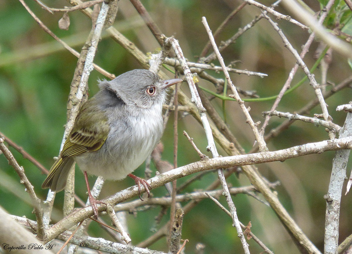 Pearly-vented Tody-Tyrant - ML174962231