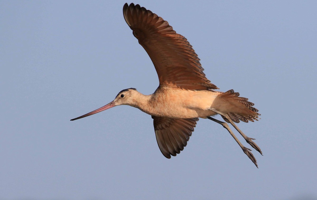 Marbled Godwit - ML174962371