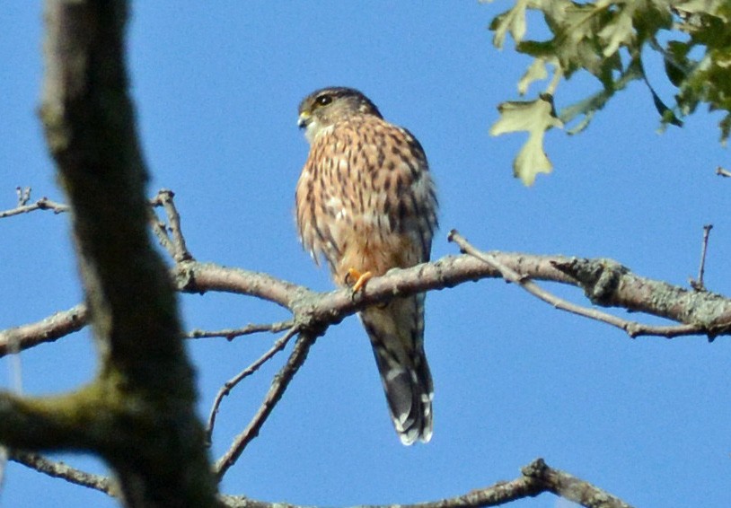 Merlin - Carol Berney