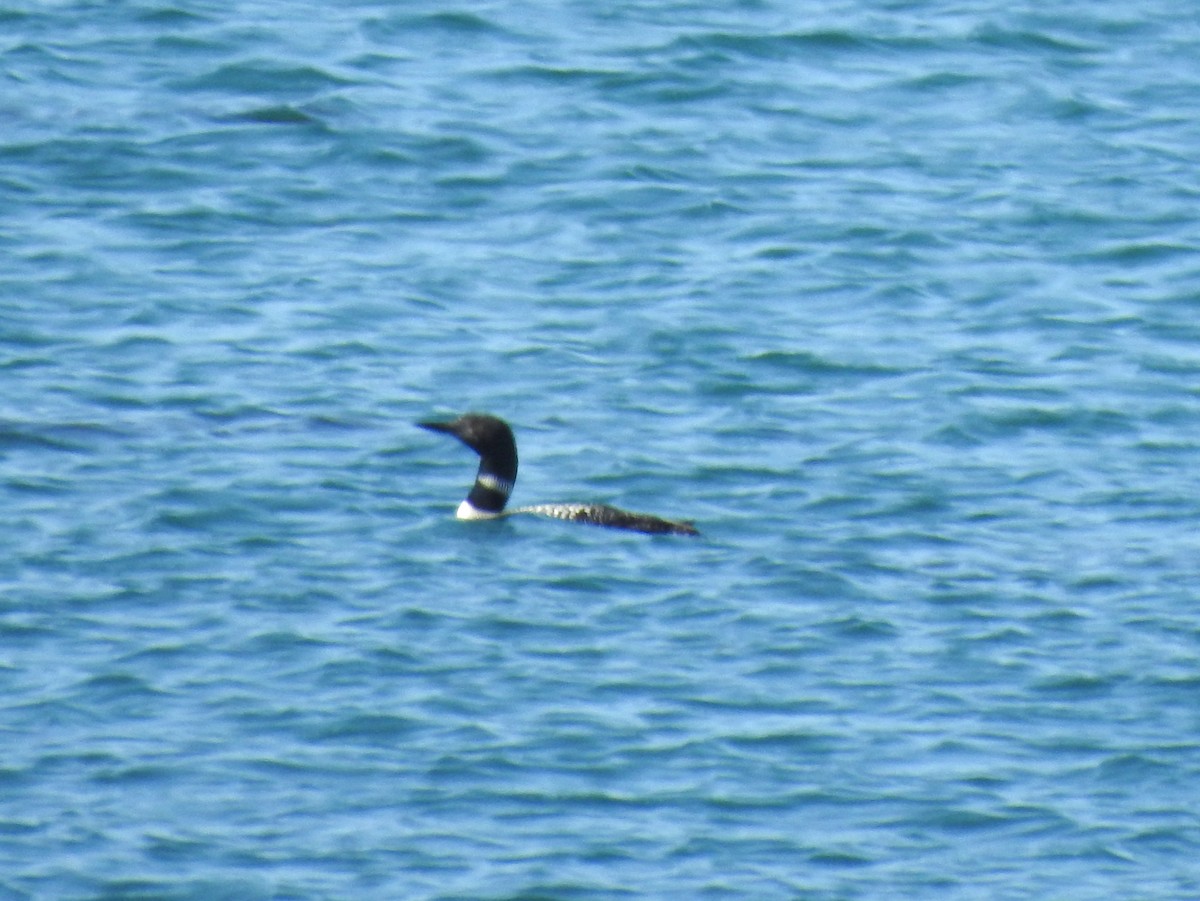 Common Loon - ML174964801