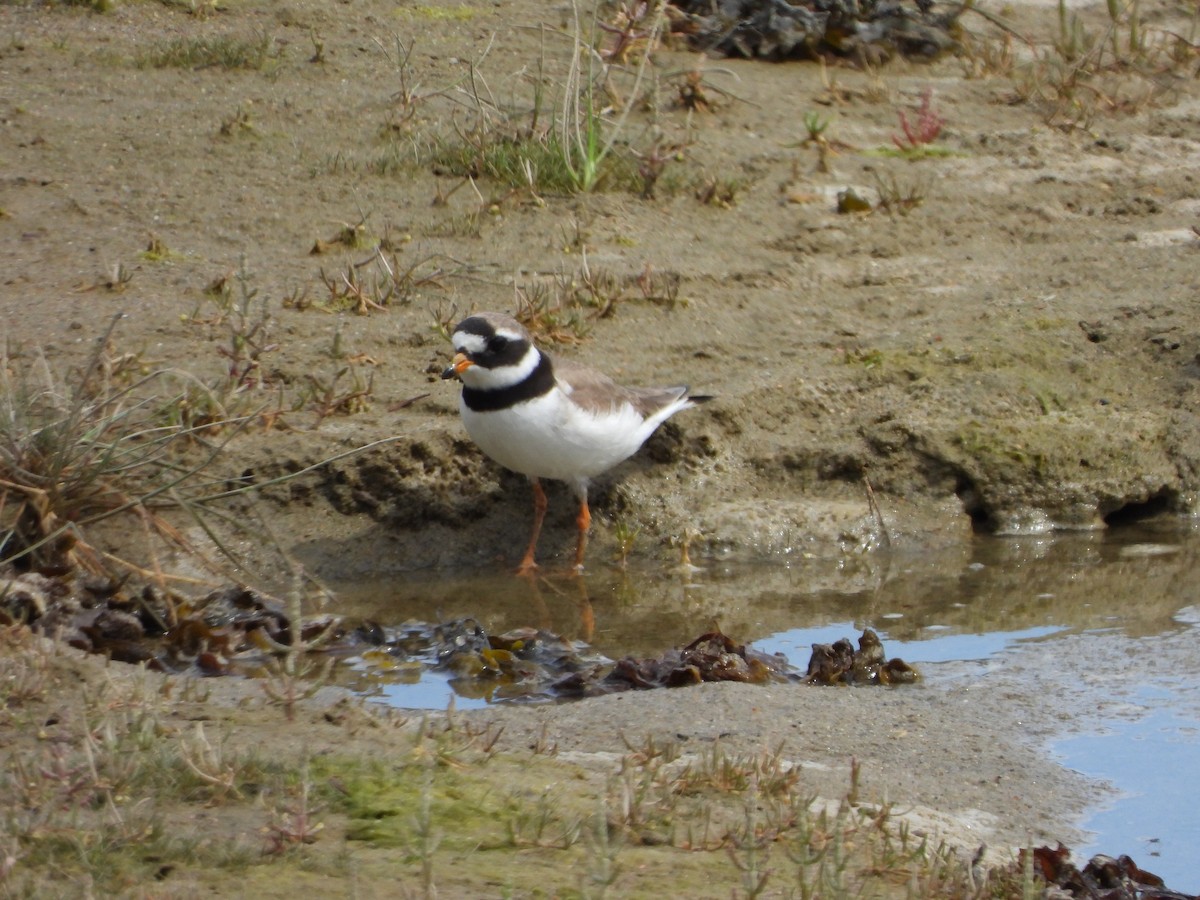 Common Ringed Plover - Germain Savard