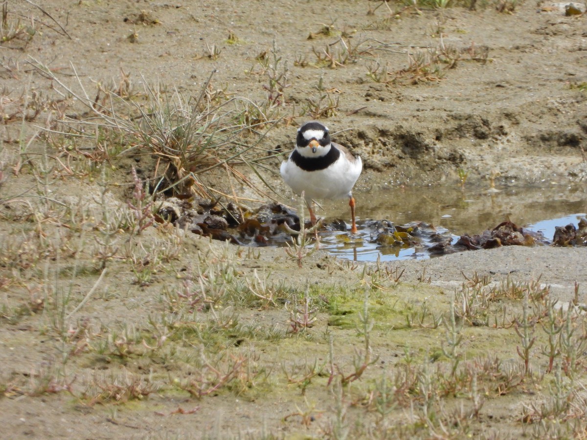 Common Ringed Plover - ML174967651