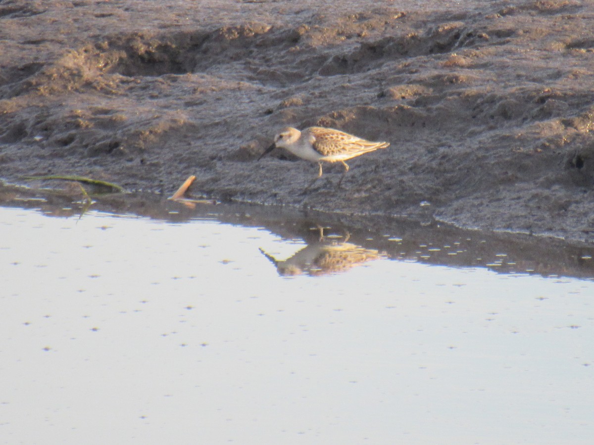 Western Sandpiper - John Coyle