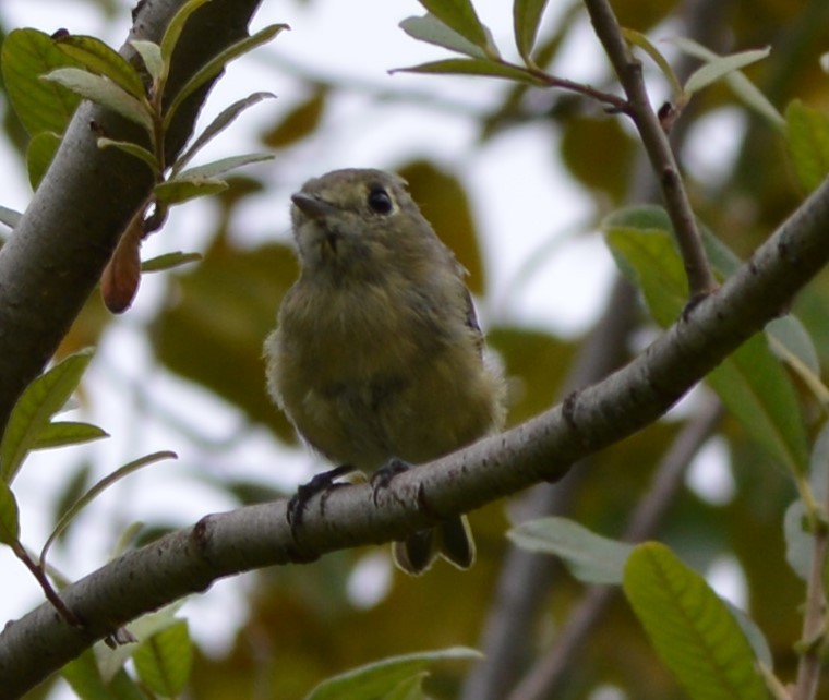 Vireo de Hutton - ML174968671