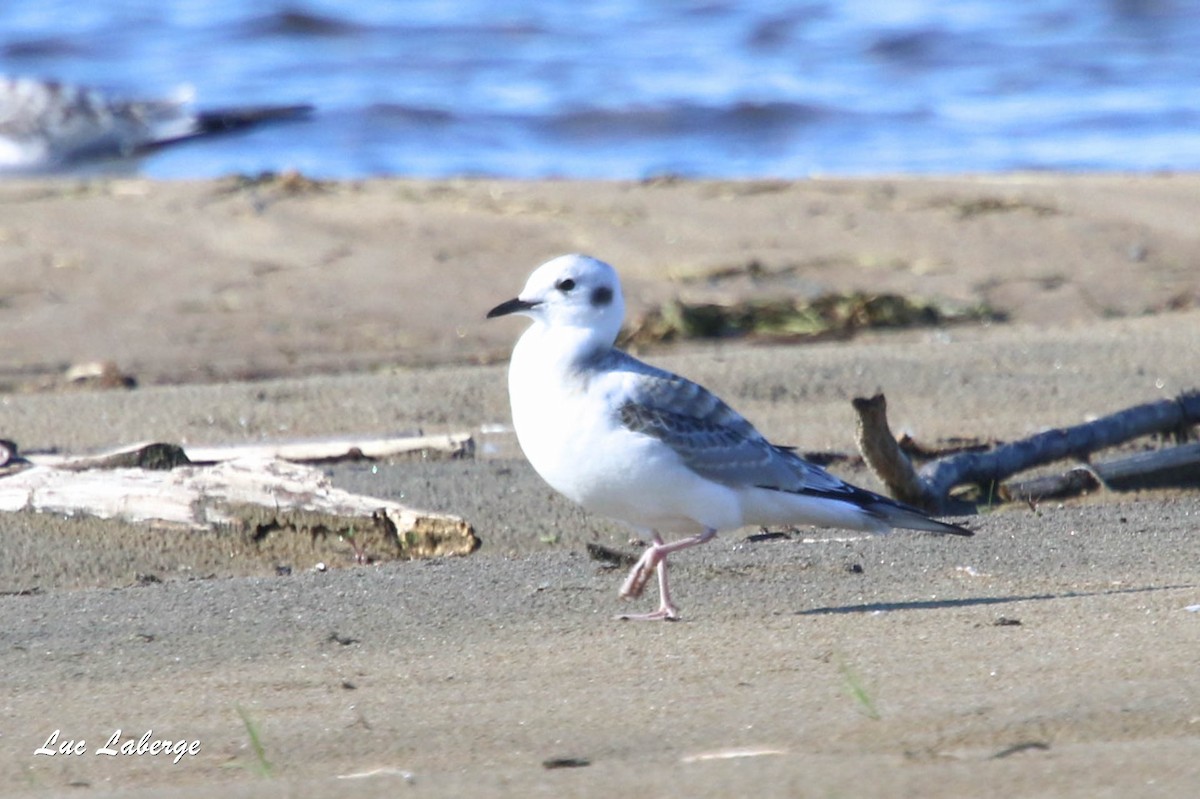 Mouette de Bonaparte - ML174969961