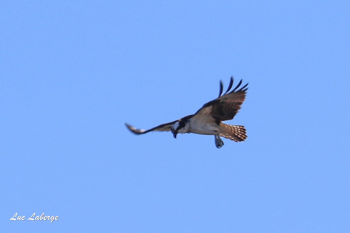 Balbuzard pêcheur - ML174970431