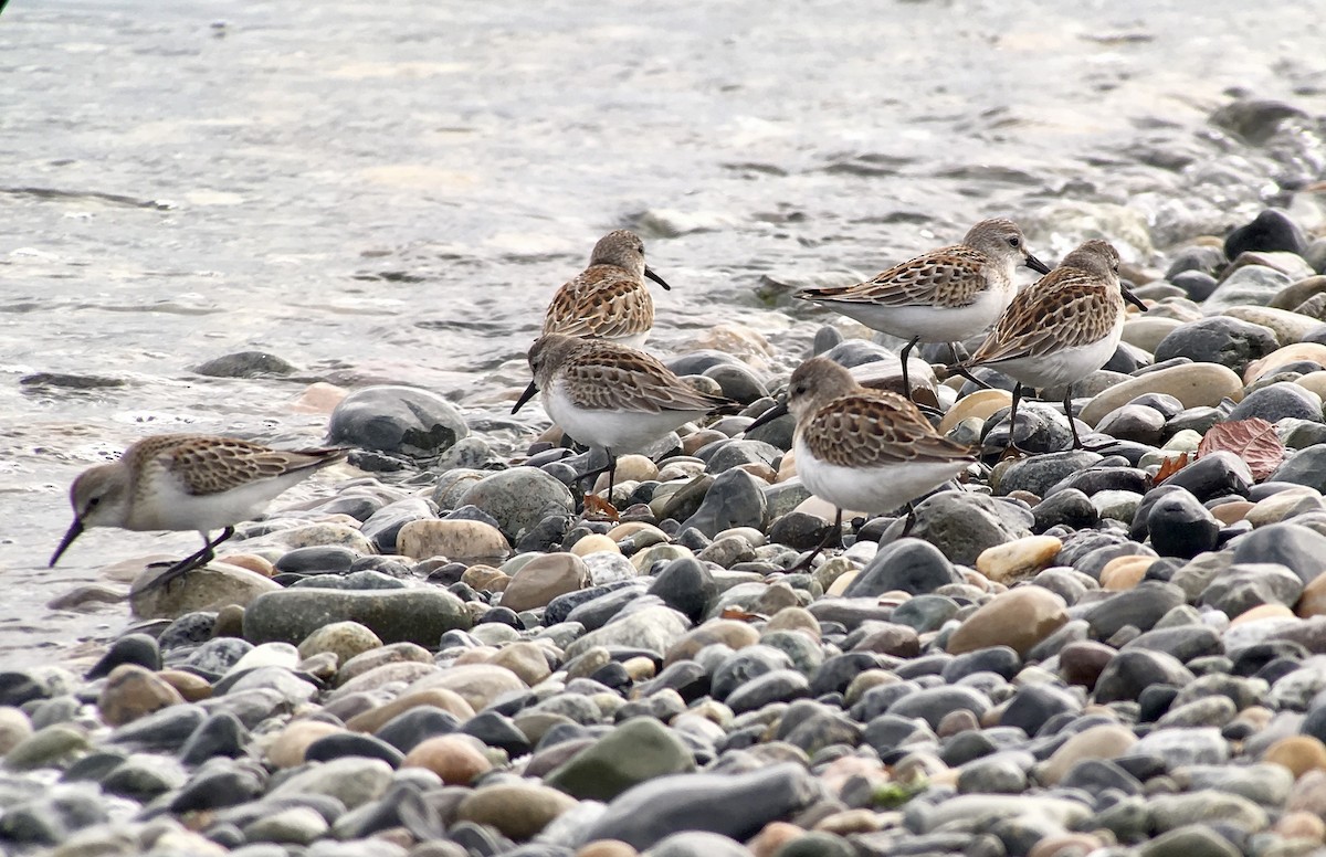 Western Sandpiper - Greg Harrington