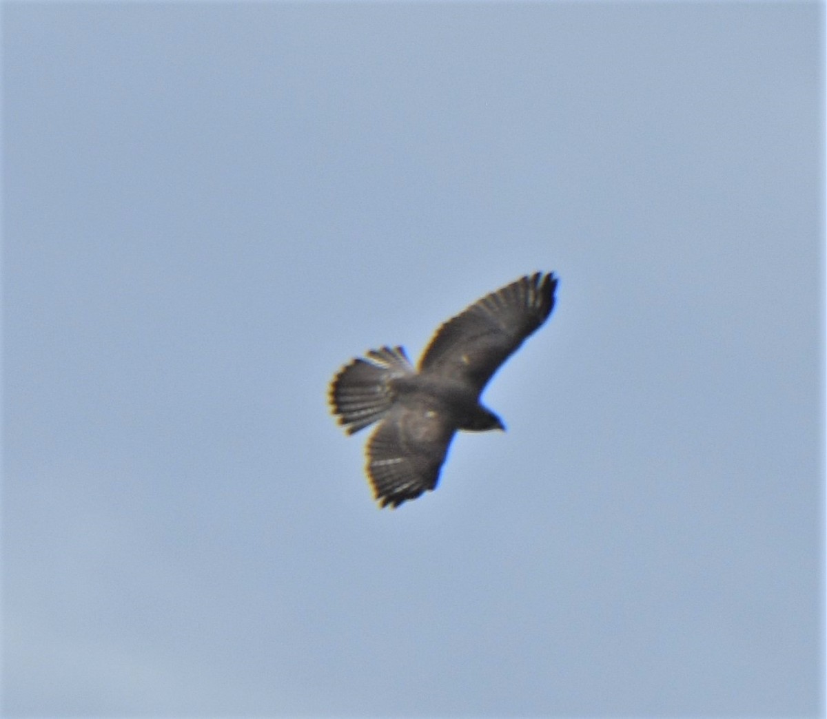 Broad-winged Hawk - Ken Milender