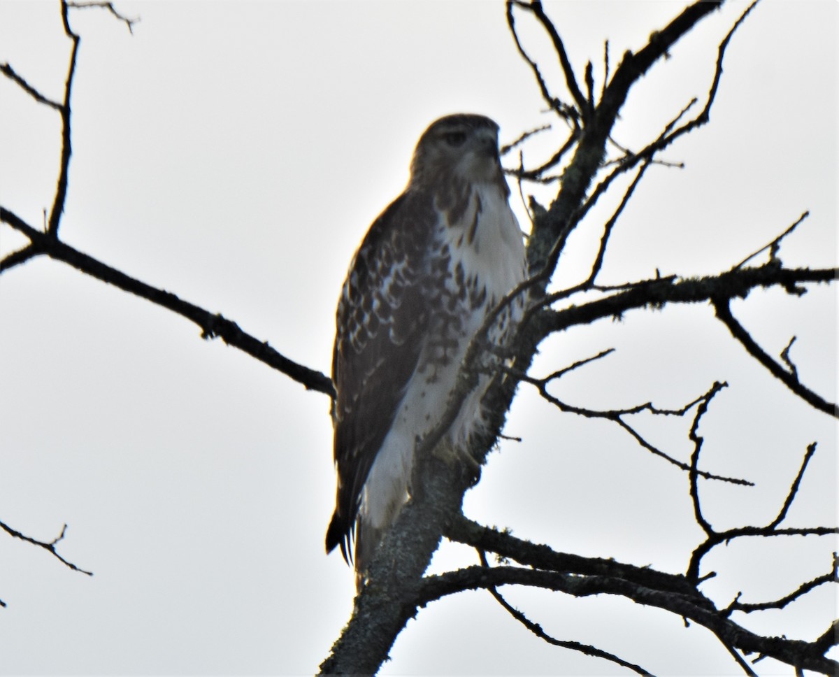 Red-tailed Hawk - Ken Milender