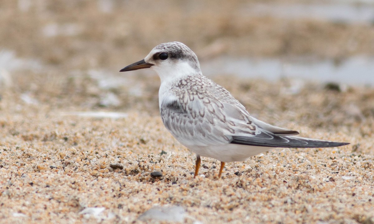 Least Tern - Paul Fenwick