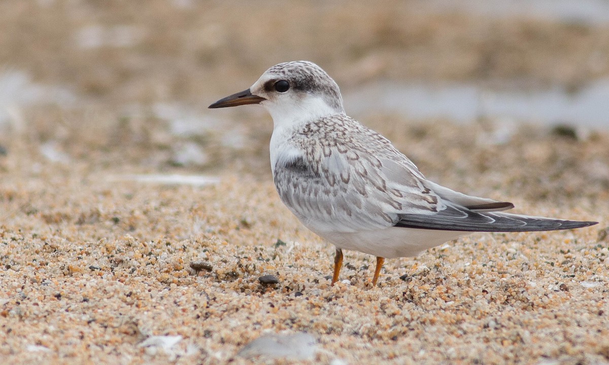 Least Tern - Paul Fenwick