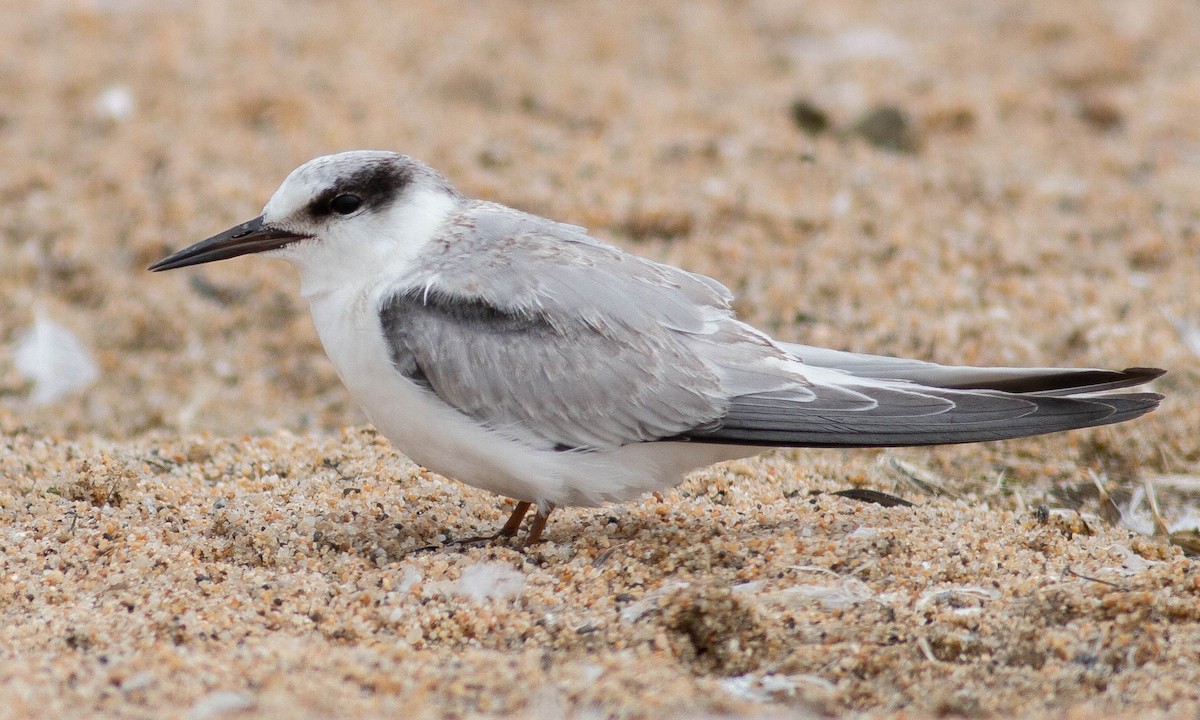 Least Tern - Paul Fenwick