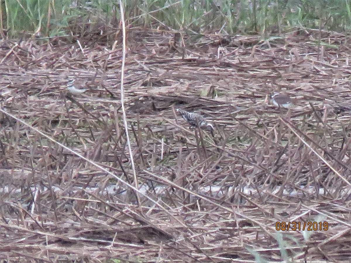 American Golden-Plover - ML174978241