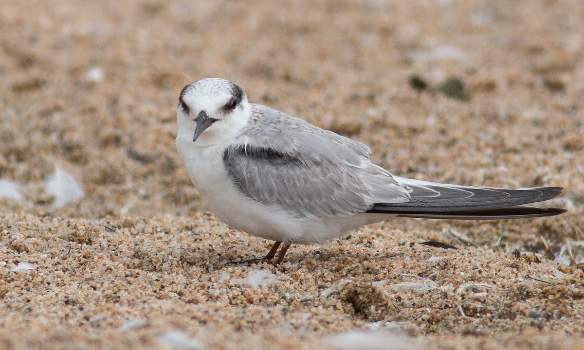 Least Tern - Paul Fenwick