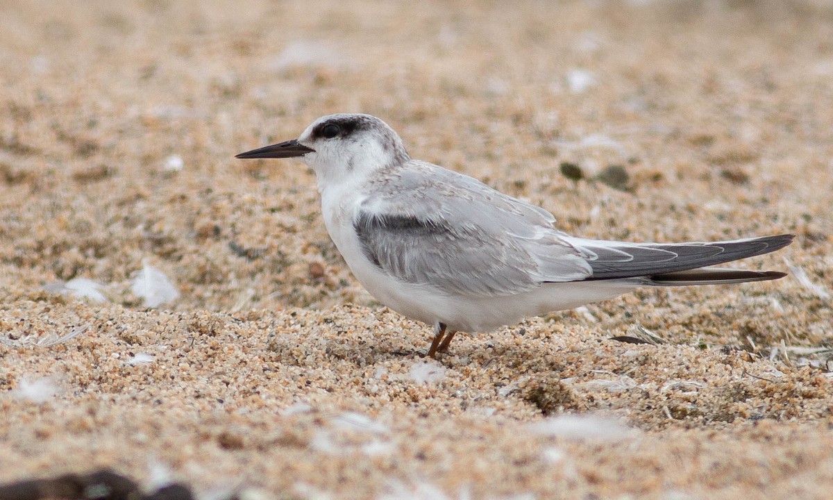 Least Tern - Paul Fenwick