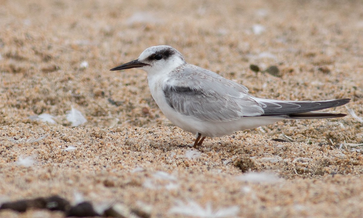 Least Tern - Paul Fenwick