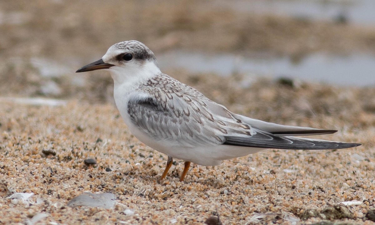 Least Tern - Paul Fenwick