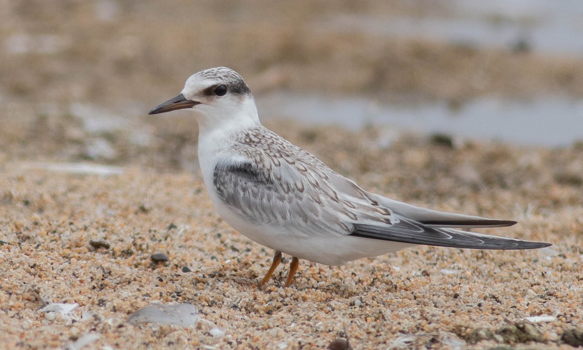 Least Tern - Paul Fenwick