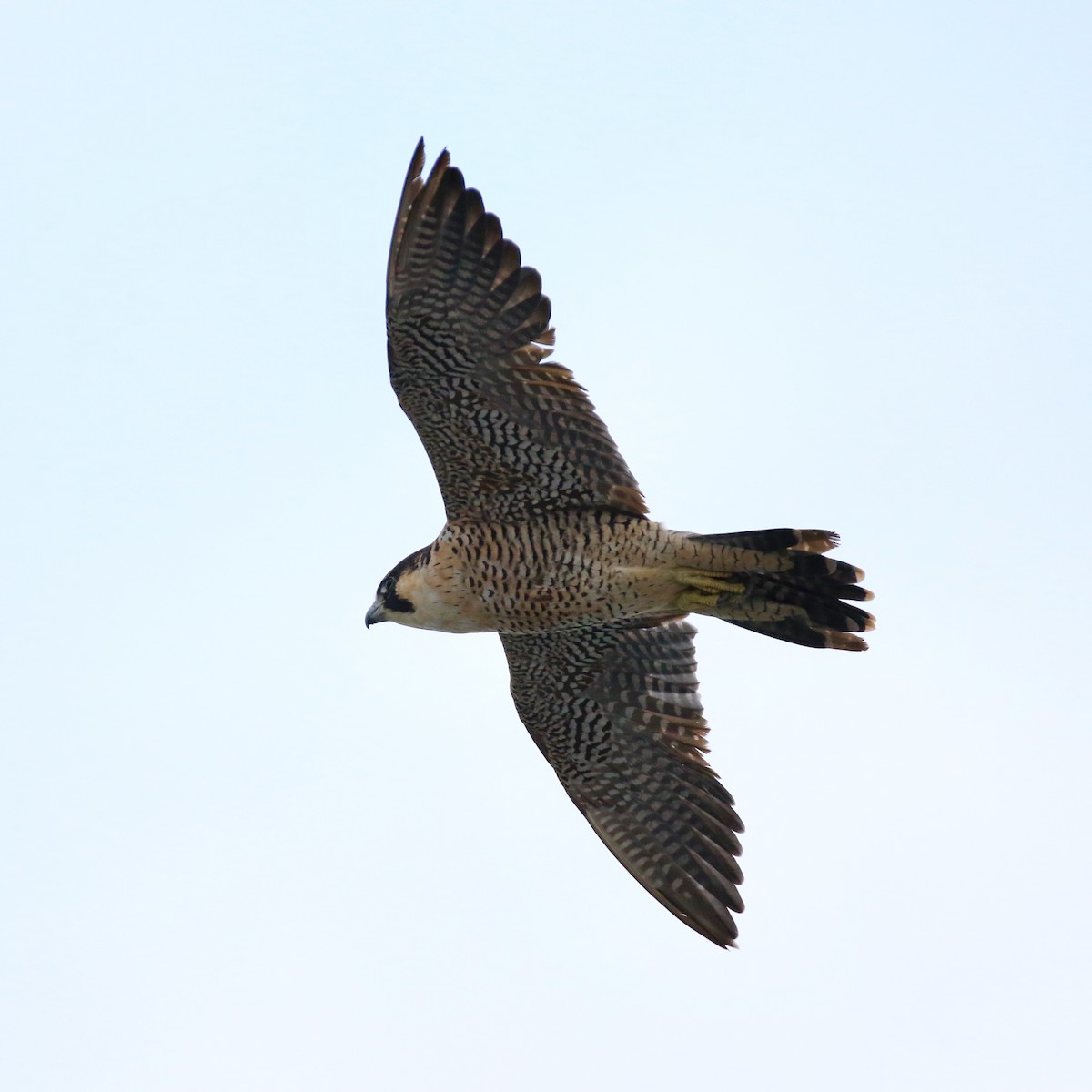 Peregrine Falcon - Denis Tétreault