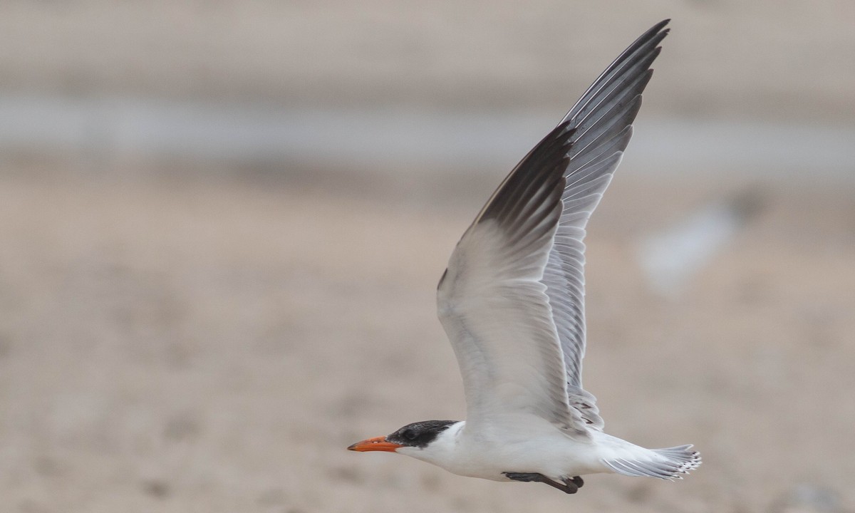 Caspian Tern - Paul Fenwick