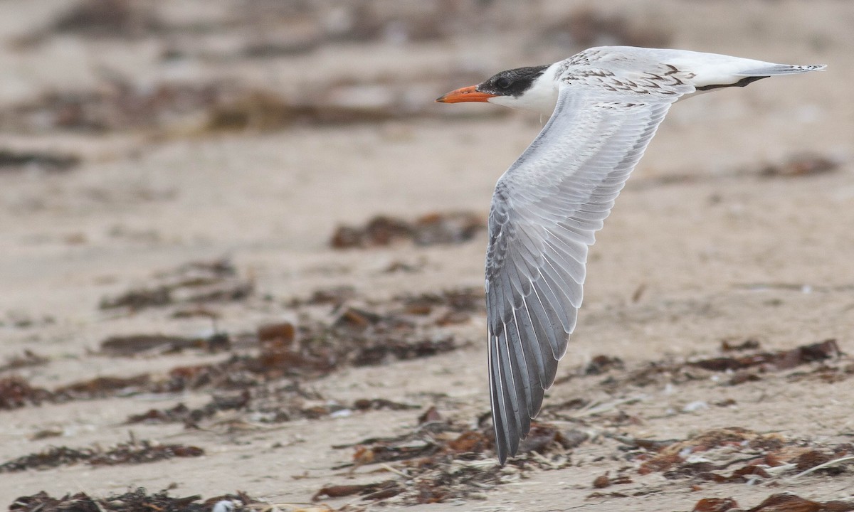 Caspian Tern - Paul Fenwick