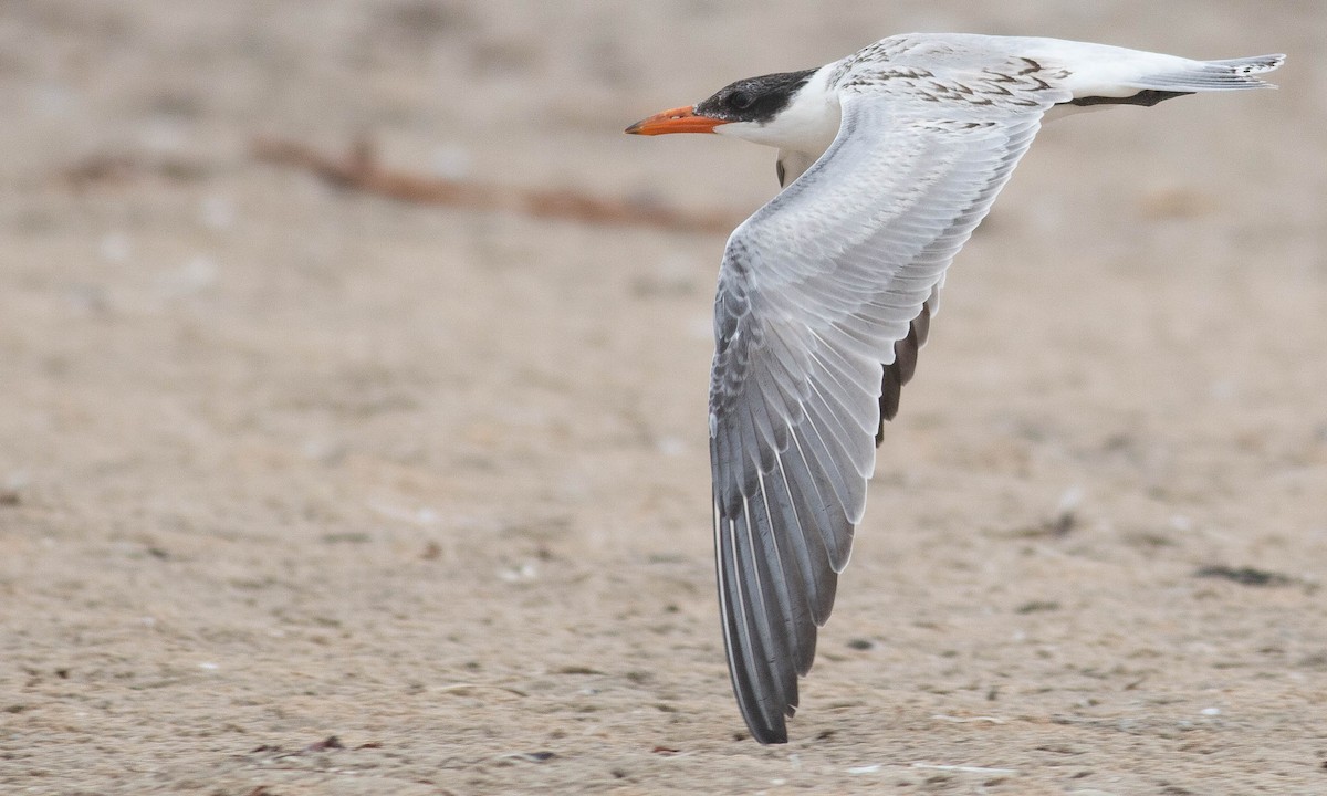 Caspian Tern - Paul Fenwick