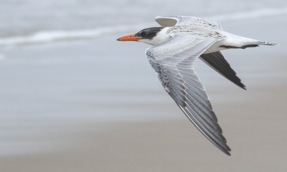 Caspian Tern - Paul Fenwick