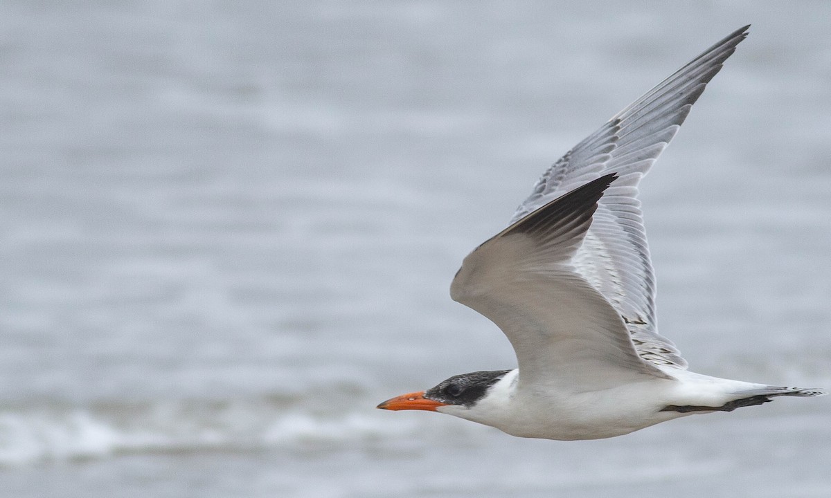 Caspian Tern - Paul Fenwick