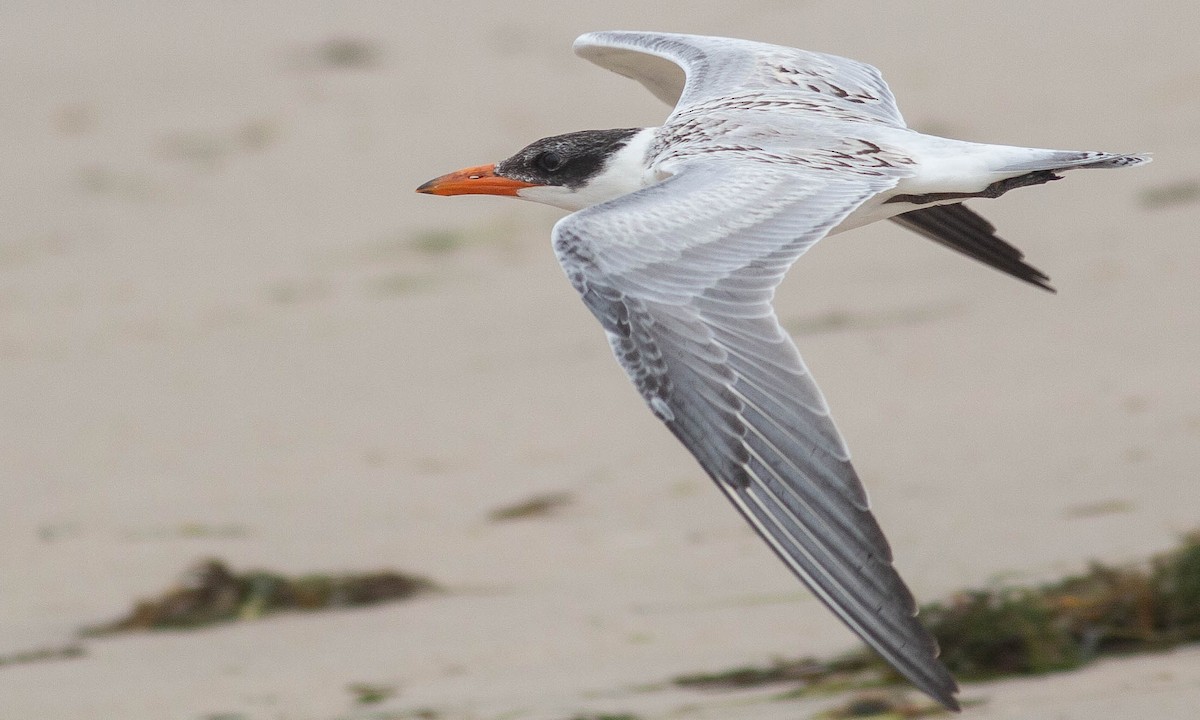 Caspian Tern - Paul Fenwick