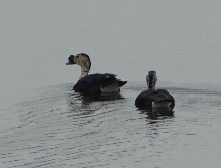 Comb Duck - Peter Gagarin