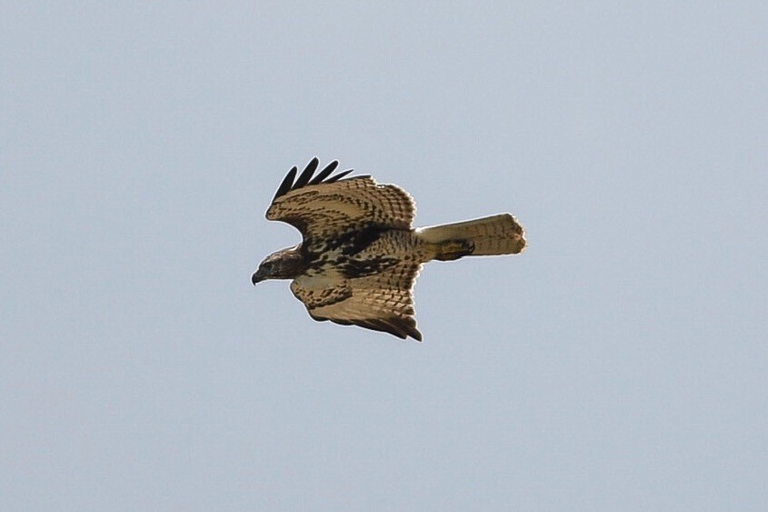 Red-tailed Hawk - Brandon Trentler