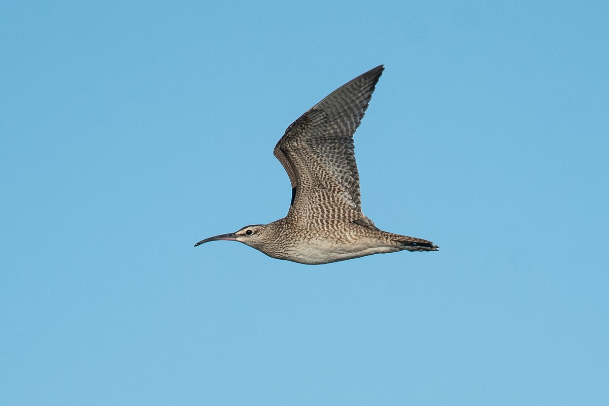 Hudsonian Whimbrel - Ryan Griffiths