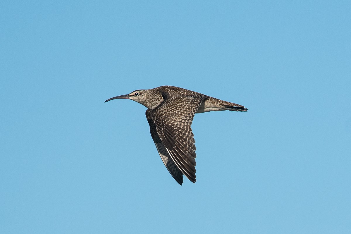 Hudsonian Whimbrel - Ryan Griffiths
