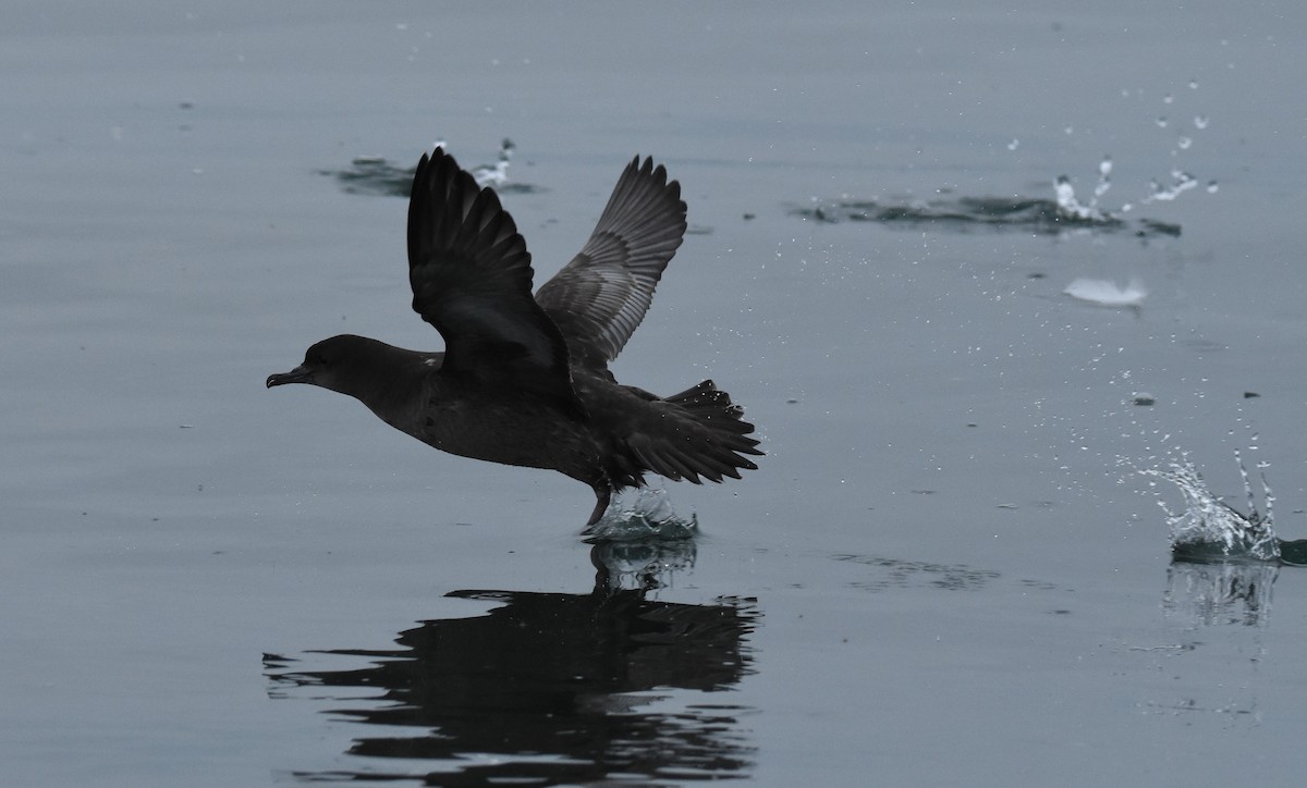 Short-tailed Shearwater - ML174985231