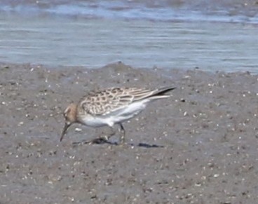 Baird's Sandpiper - ML174985561