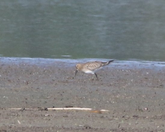 Baird's Sandpiper - ML174985641