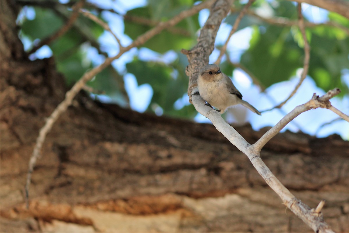 Bushtit - ML174987101