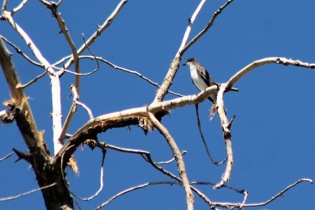 Eastern Kingbird - ML174987591