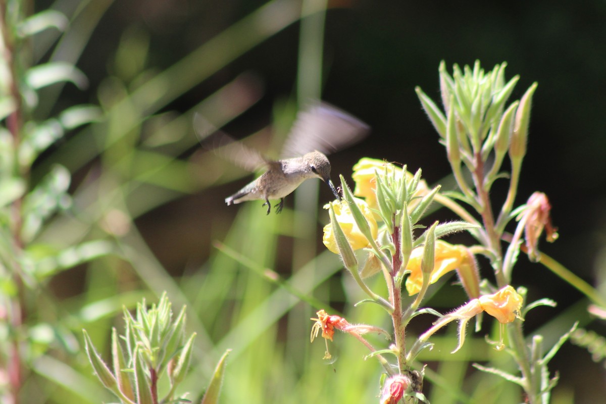 Black-chinned Hummingbird - ML174987601