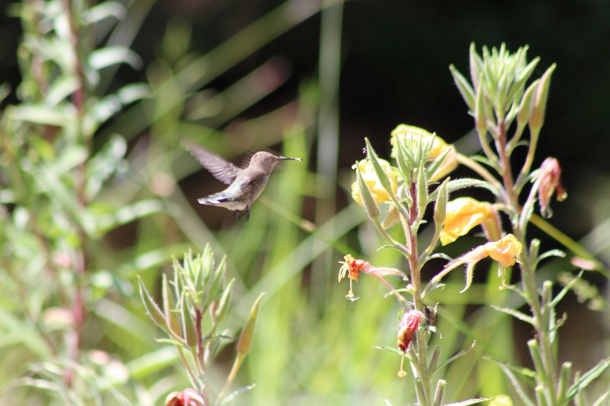 Black-chinned Hummingbird - ML174987671