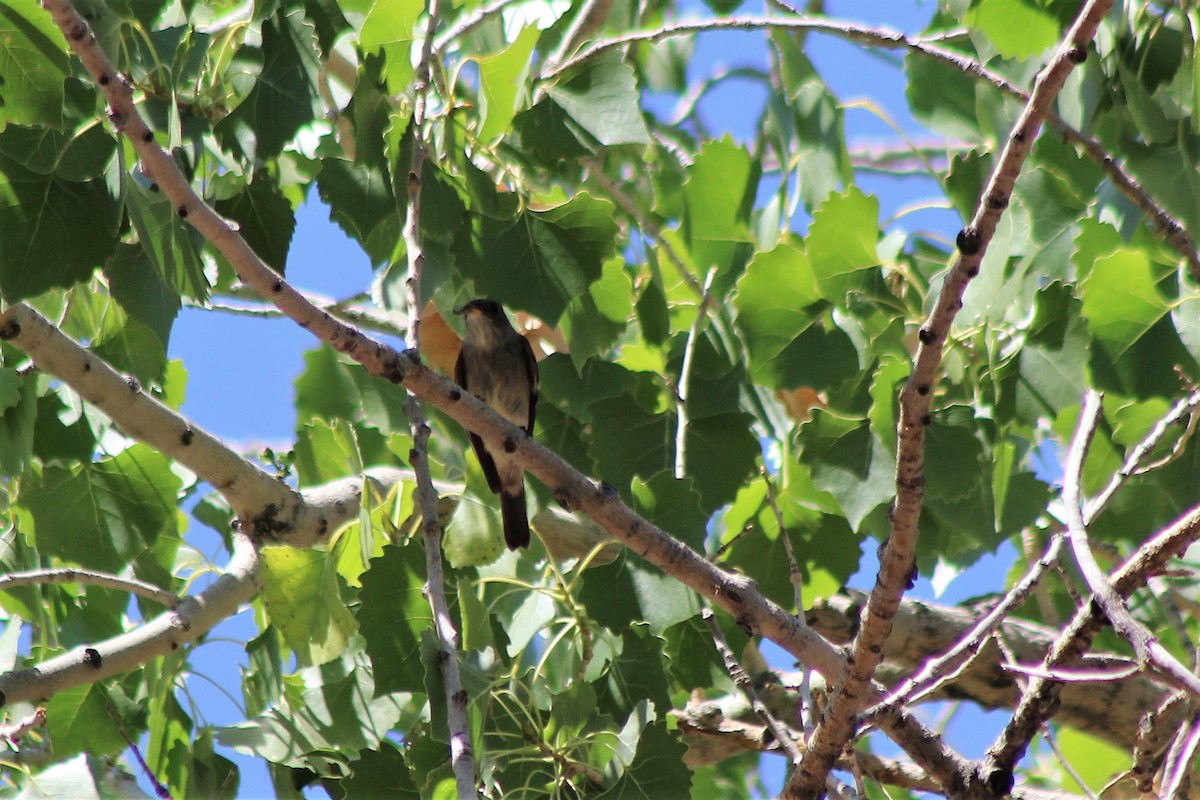 Western Wood-Pewee - ML174987711